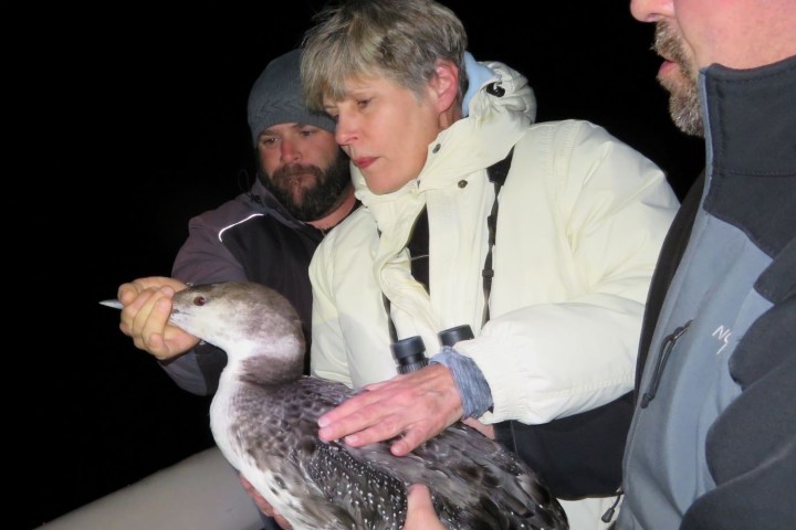 a couple of people that are looking at a bird