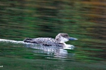 a duck swimming in a body of water