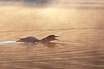a bird swimming in water