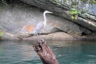a bird standing on a rock in a pool of water