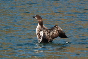a bird flying over a body of water