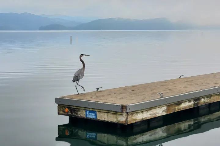 a bird standing next to a body of water