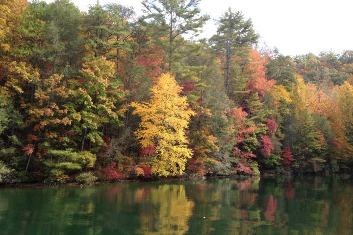 a body of water surrounded by trees
