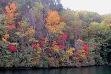 a bridge over a body of water surrounded by trees