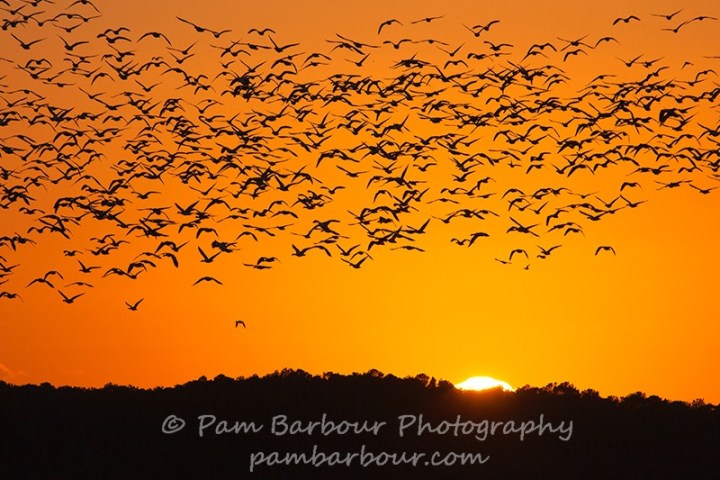 a flock of seagulls at sunset