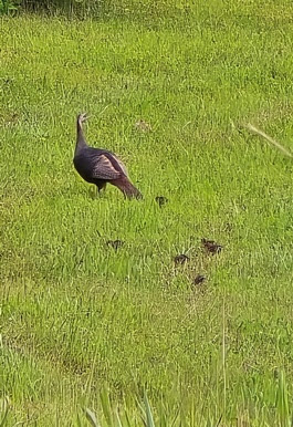 a bird standing on top of a grass covered field