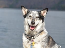 a dog sitting in the water