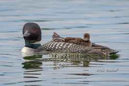 a duck swimming in a body of water