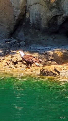 a bird swimming in water