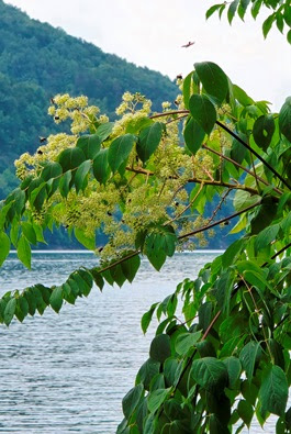 a tree next to a body of water