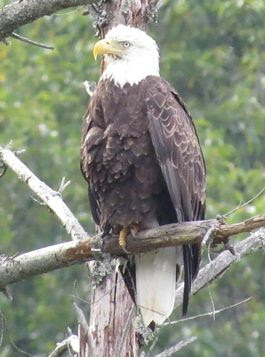 a bird perched on a tree branch