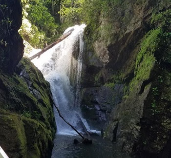 a waterfall with trees on the side of a mountain