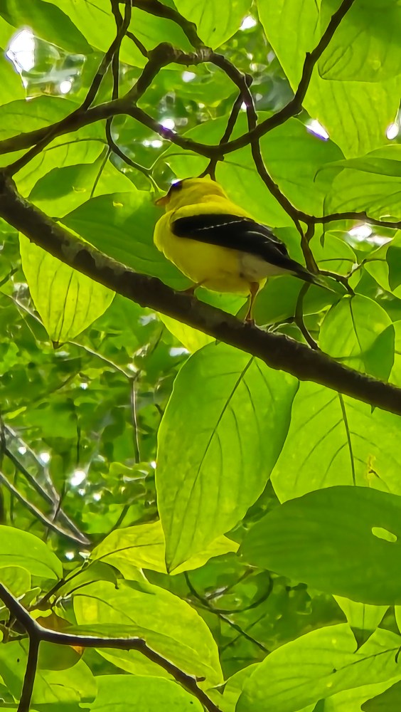 a close up of a tree branch