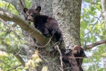 a brown bear walking through a forest