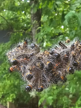 a bird perched on top of a nest