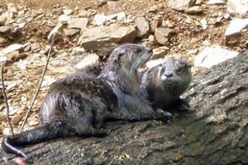 a rodent sitting on a rock