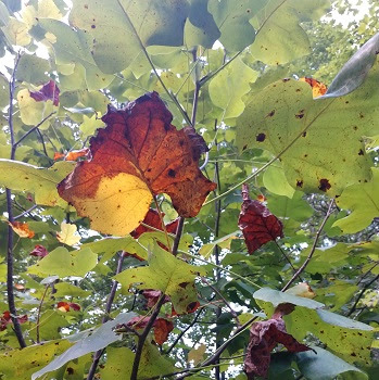 a group of colorful flowers