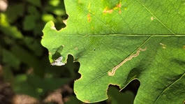 a close up of a green plant