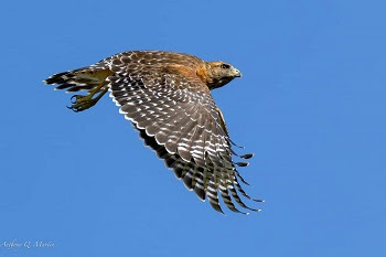 a bird with an open mouth