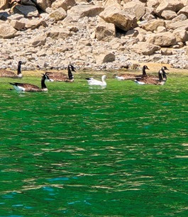 a flock of seagulls standing on a rock next to a body of water