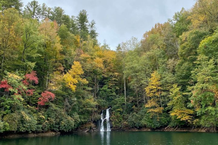 a tree in the middle of a body of water