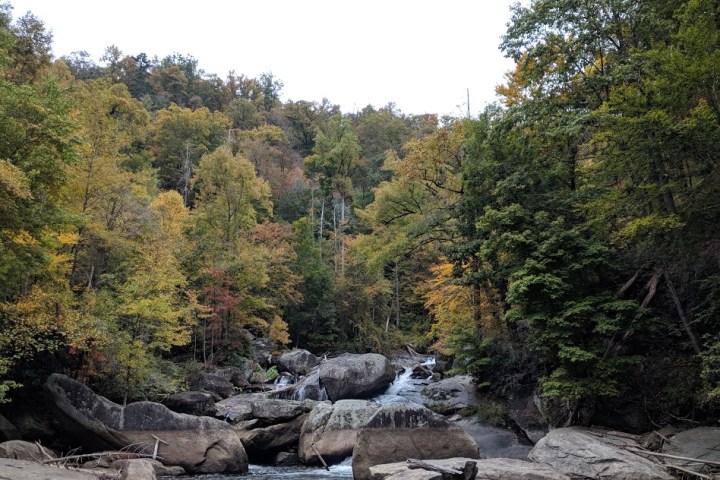 a close up of a wooded area