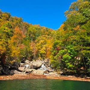a tree next to a body of water