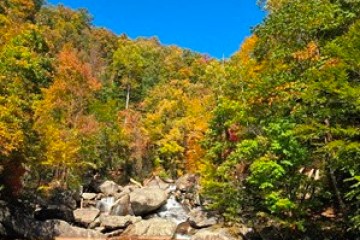 a tree next to a body of water