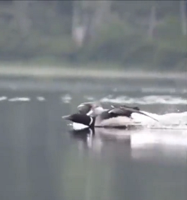 a bird swimming in water