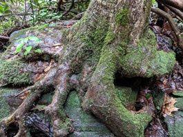 a tree in a forest