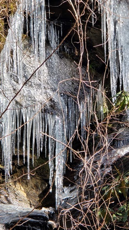 a close up of a tree