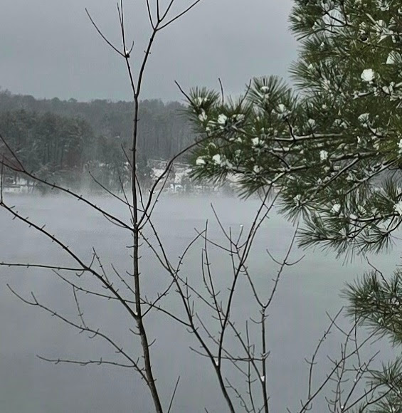 a tree next to a lake