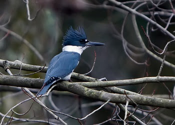 a small blue bird perched on a tree branch