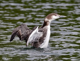 a flock of seagulls are swimming in a body of water