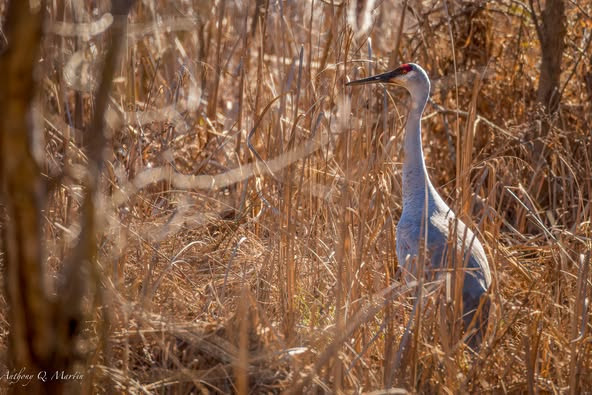 a bird standing on a dry grass field