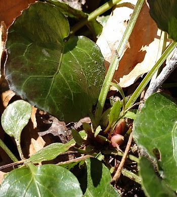 a close up of a plant