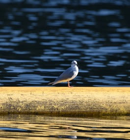 a small bird sitting on top of a body of water