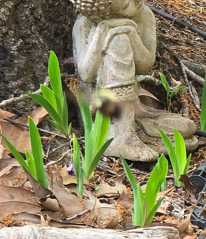 a close up of a rock