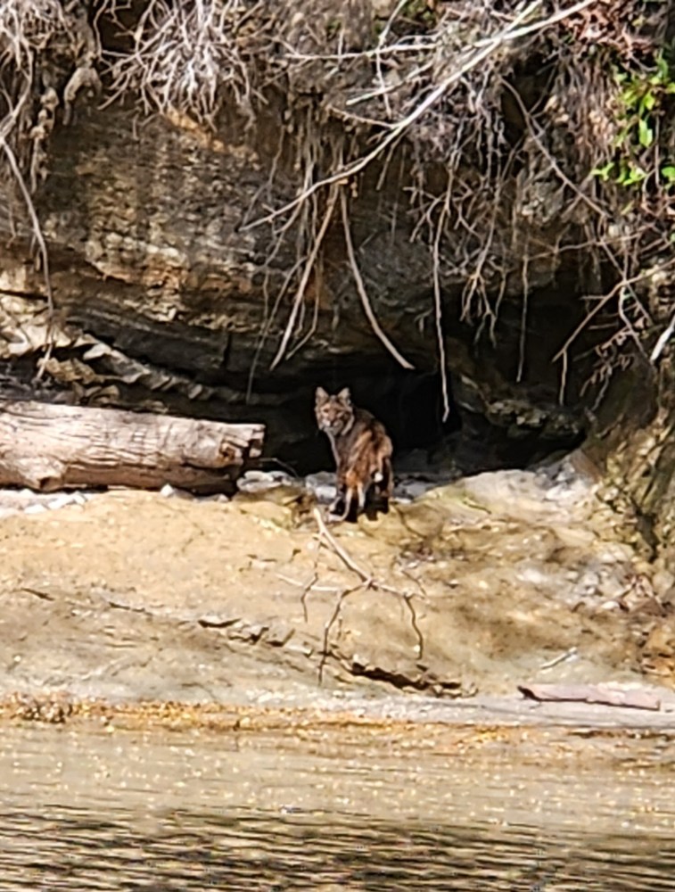 a bear that is standing in the water