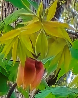 a close up of a flower
