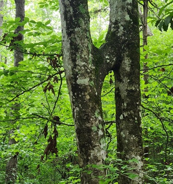a tree in a forest