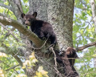 a brown bear walking through a forest