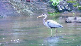 a bird standing next to a body of water