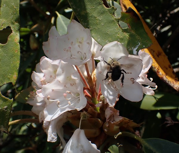 a close up of a plant