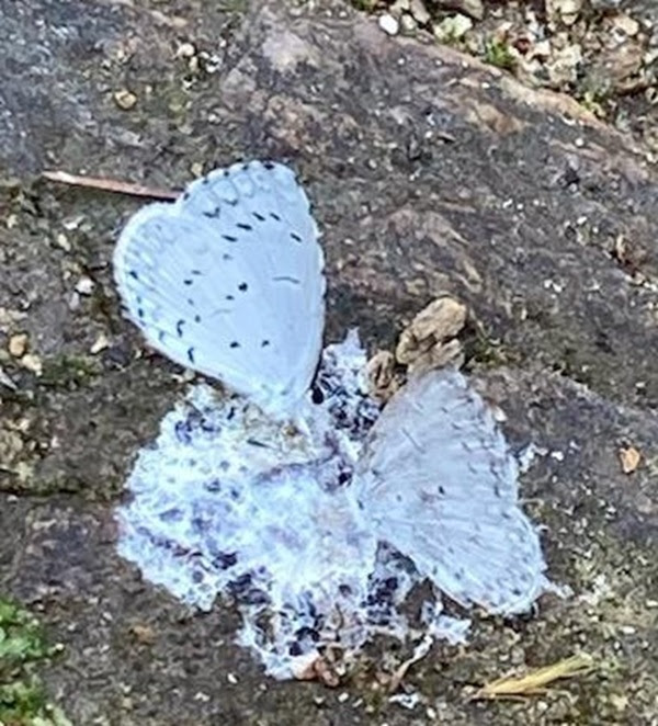 a close up of a rock