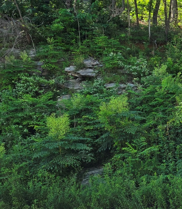 a close up of a lush green forest