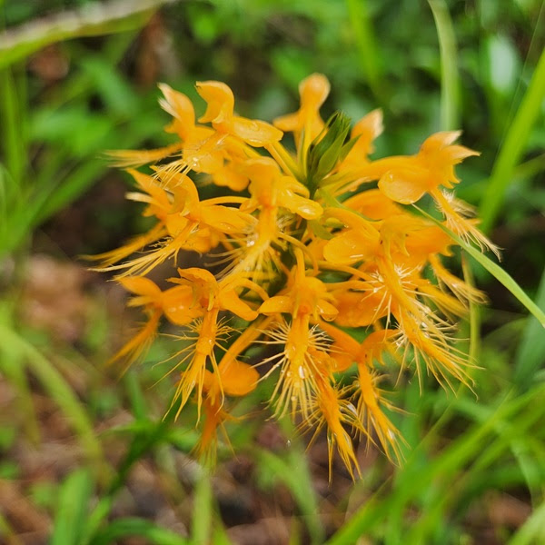 Close-up of an orange fringed orchid flower with thin fringed petals in green surroundings.