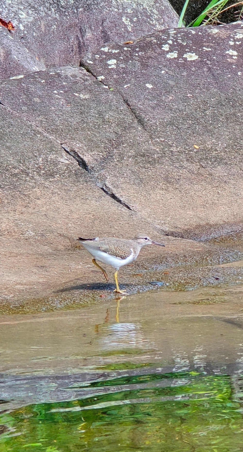 Bird with long legs walking on a rocky surface near water's edge.