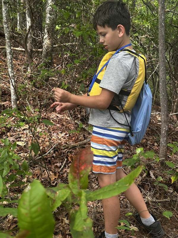 Child in striped shorts examines plants in a forest.