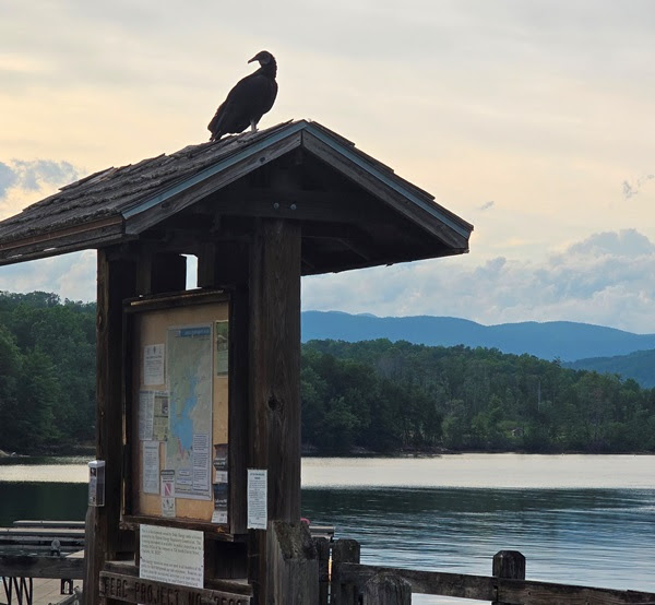 Bird perched on a wooden kiosk by a lake, with trees and mountains in the background.